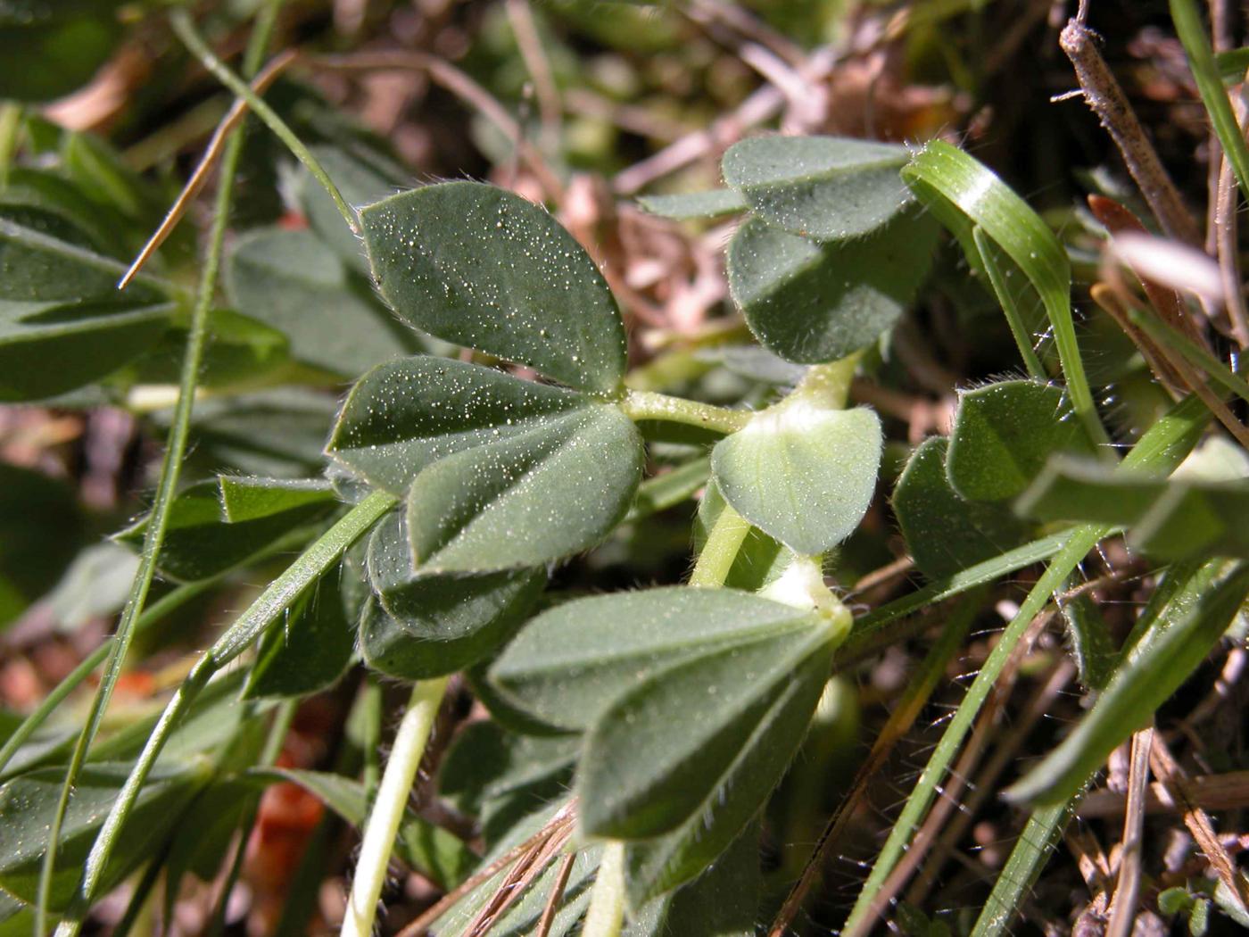 Dragon's teeth leaf